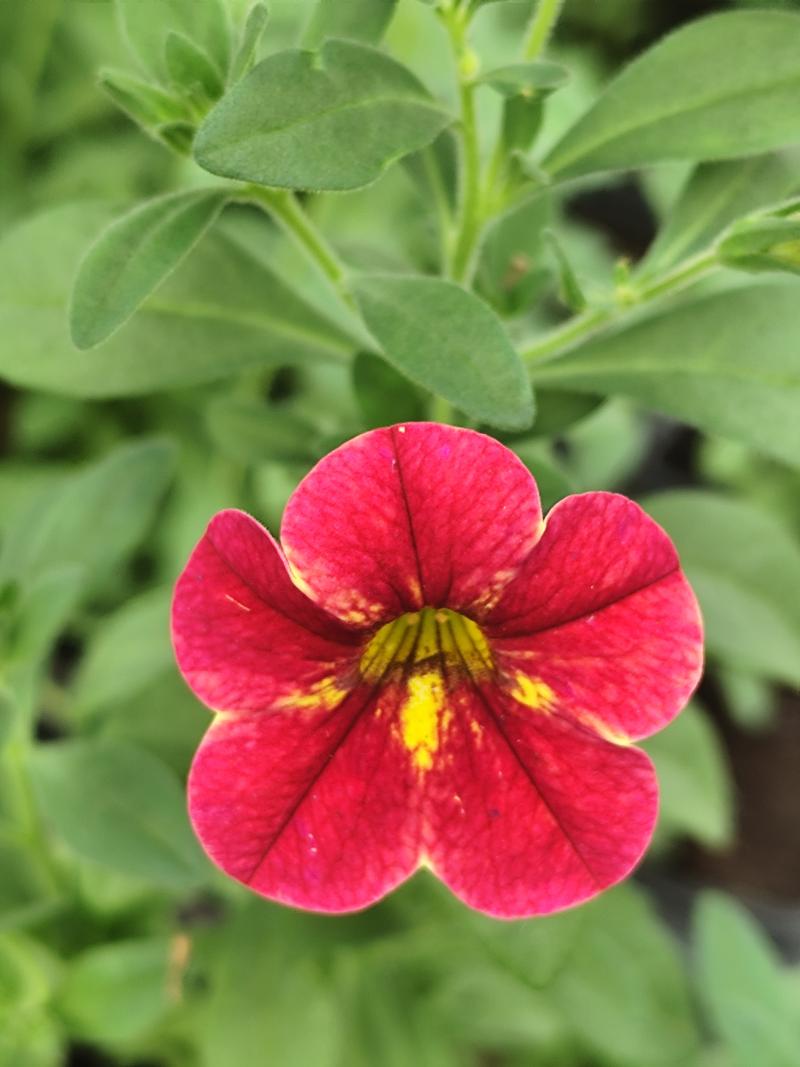 Каскадно калибрахое (4171)