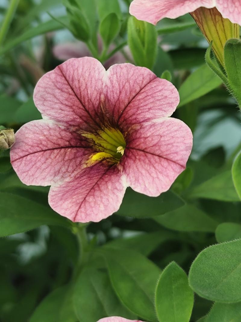 Каскадно калибрахое (4173)