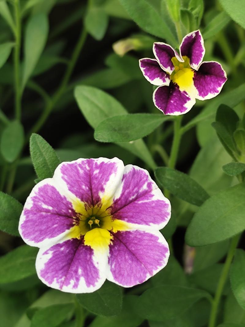 Каскадно калибрахое (4174)