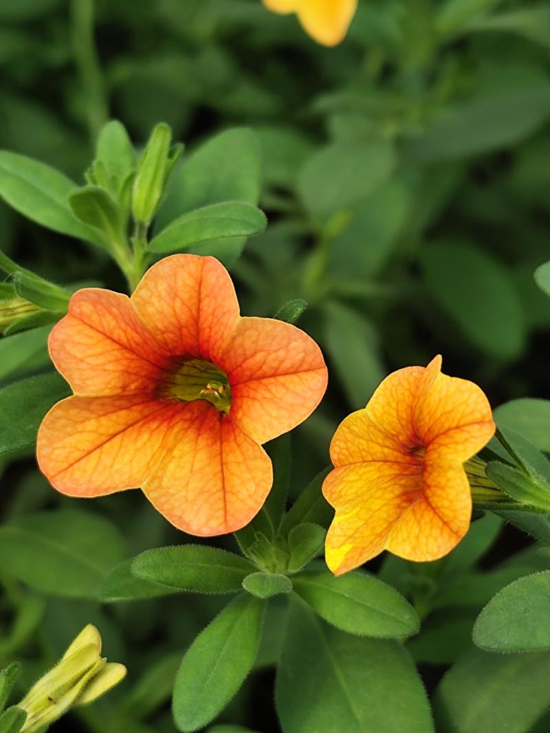 Каскадно калибрахое (4175)