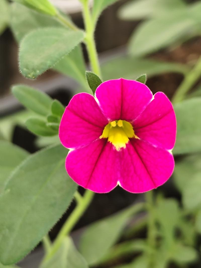 Каскадно калибрахое (4176)