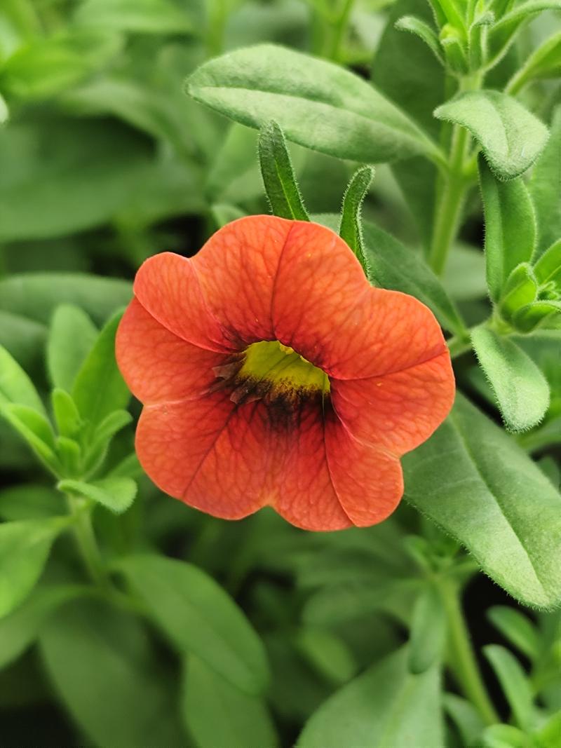 Каскадно калибрахое (4177)