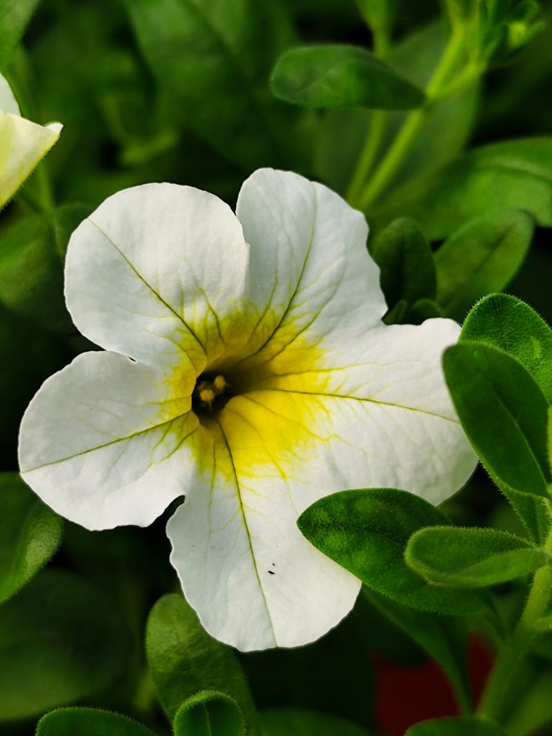 Каскадно калибрахое (4180)