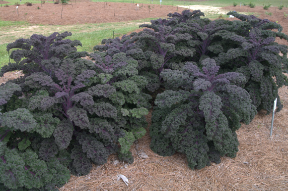 Кейл, листно зеле, къдраво зеле червено,хибрид -Borecole Redbor   F1 (7008)