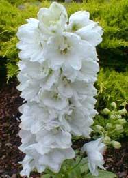 Delphinium Magic Fountains White Pure (1112)