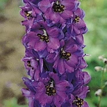 Delphinium Pacific Giants Black Knight (1114)
