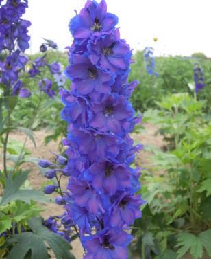 Delphinium Pacific Giants Blue Bird (1115)