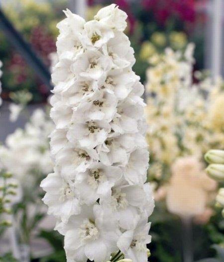 Delphinium Pacific Giants Galahad (1116)