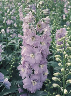 Delphinium Pacific Giants Guinevere (1117)