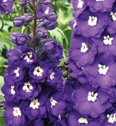 Delphinium Pacific King Arthur (1118)