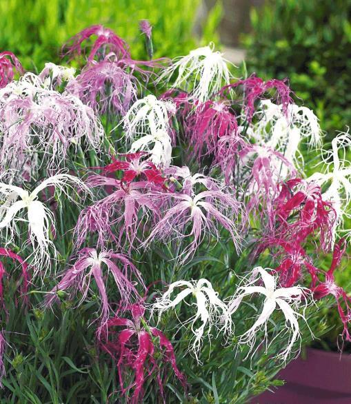 Dianthus X Isensis Dancing Geisha (1028)
