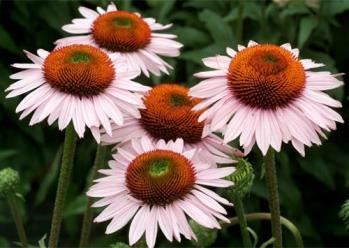 Echinacea  hope  (1120)                  
