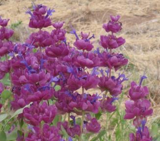 Salvia Pachyphylla (1157)