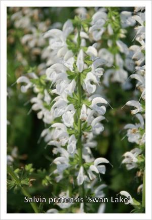 Salvia Pratensis Ballet-Series Swan Lake (1158)