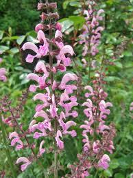 Salvia Pratensis Ballet-Series Rose Rhapsody (1159)