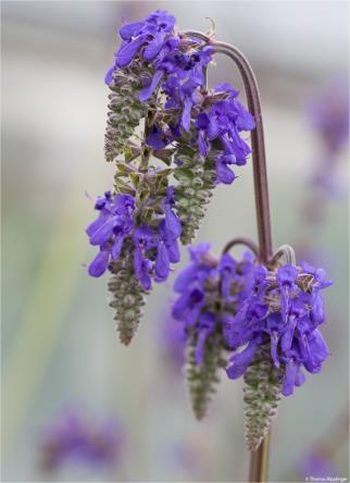 Salvia Nutans (1160)-Наведена салвия, Наведена какула