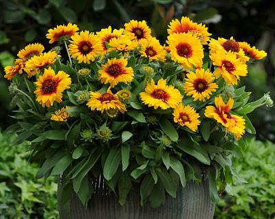 Gaillardia X Grandiflora Mesa Bicolor Bright (1037)