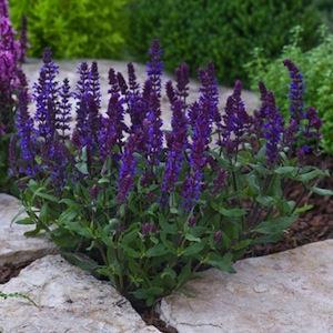 Salvia Nemorosa New Dimension Blue (1165)