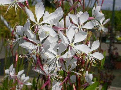Gaura Sparkle White-бяла гаура  (1038)