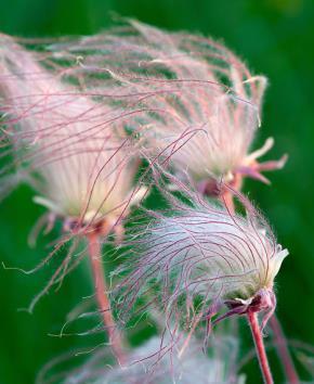 image_3 Geum Triflorum- геум пустинен, омайниче пустинно, геум прериен пушек (1039)
