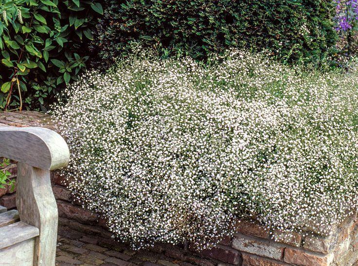 Gypsophila Paniculata Snowflake (1040)