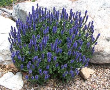 Salvia Superba Blue Queen (1166)