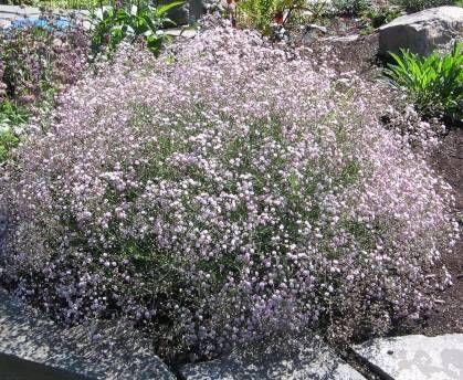 Gypsophila Pacifica -Гипсофила тихоокеанска (1041)