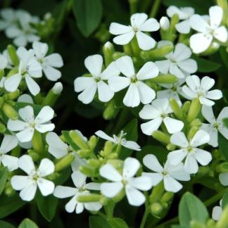 Saponaria Ocymoides Alba- сапонария скална бяла, сапунче  (1077)
