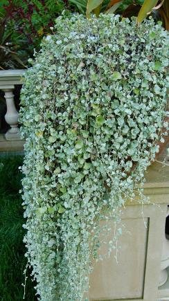 Dichondra Silver Falls -дихондра сребриста  (015)