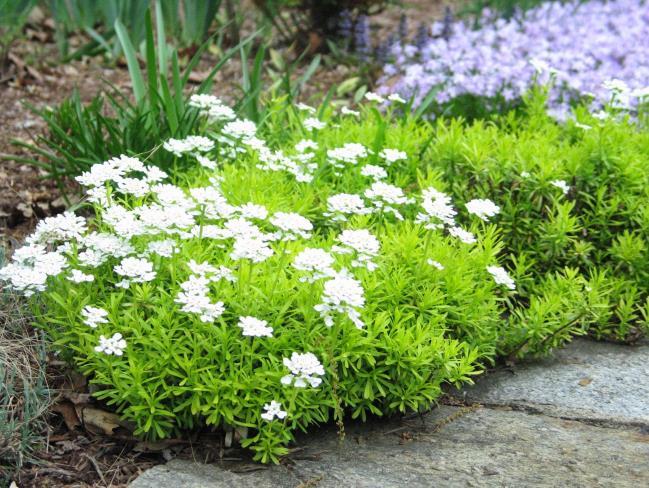 Iberis Golden Candy (1125)