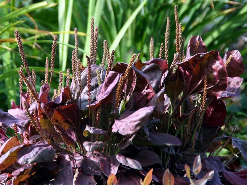 Plantago Major Rubrifolia (1067)