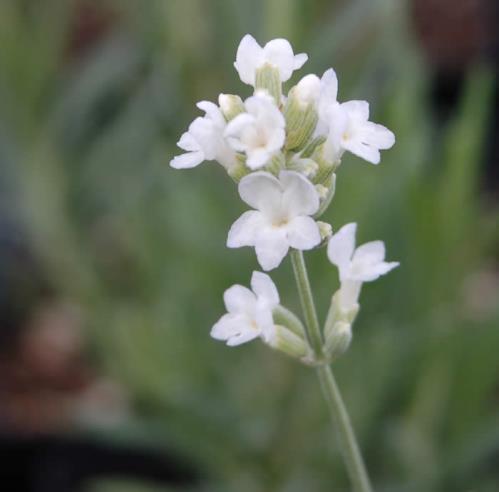 Lavender Ellagance Snow (1048)