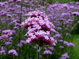 Verbena Bonariensis "Buenos Aires" (1082)