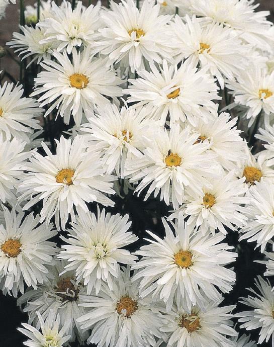 leucanthemum Crazy Daisy (1051)
