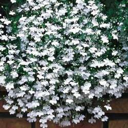 Lobelia Fountain White , лобелия каскадна  (028)
