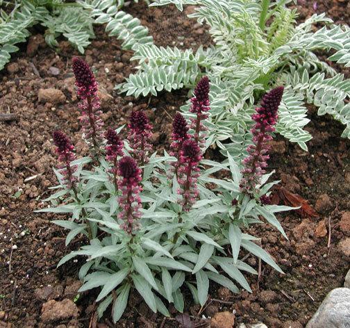 Lysimachia Atropurpurea Beaujolais - лизимахия (1056)
