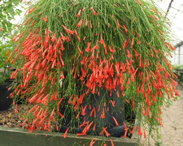 Russelia Equisetiformis -руселия (042)