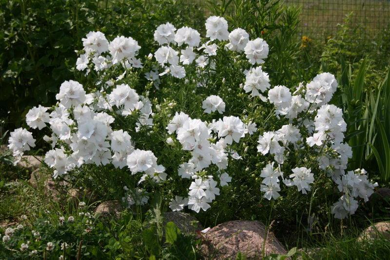 Malva Moschata F. Alba (1058-1)
