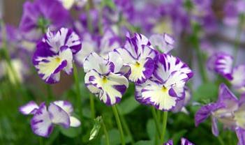 Viola Rebecca (1184)