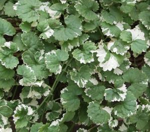 Glechoma Hederacea Variegata (1060)