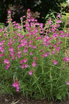 Penstemon Carillo Rose (1135)