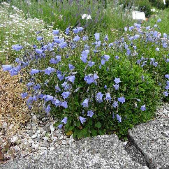 Campanula Cochlearifolia Advance blue(1101)