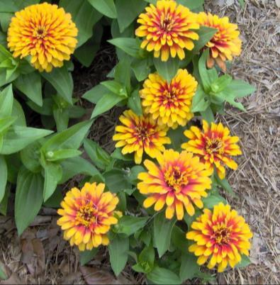 Zinnia Swizzle Scarlet Yellow (095)   