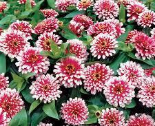 Zinnia Swizzle Cherry Ivory (094)