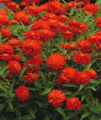 Zinnia Zahara Double Fire (096)