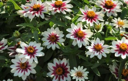 Zinnia Zahara Rose Starlight (098)