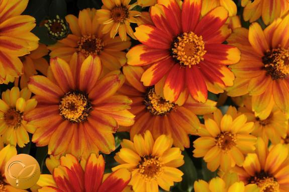 Zinnia Zahara Sunburst  (097)                      