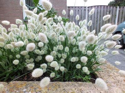 Bunny tails lagurus ovatus- лагурус овален, пухче,  заешки  опашки  (3002)