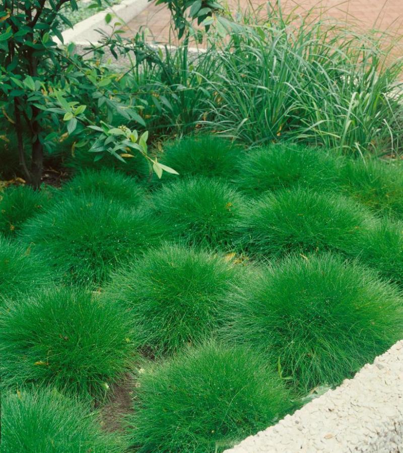 Festuca gautieri (3009)