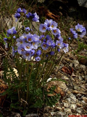Polemonium Pulcherrimum -полемониум нисък (1072)